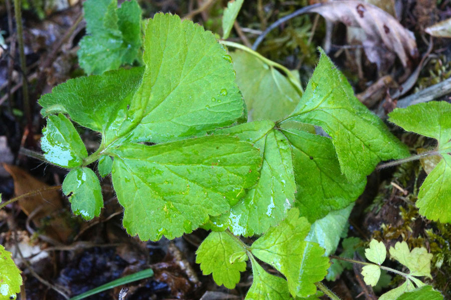 Geum urbanum - foglie basali